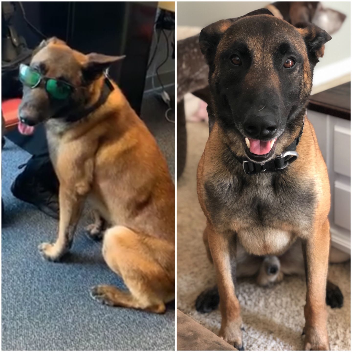 K9 Patrolman Matt Laielli and K9 Chewbacca “Chewy”